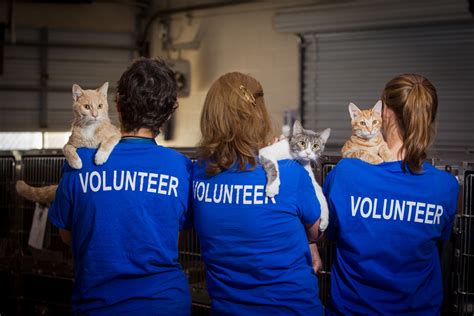 animal shelters volunteer opportunities.